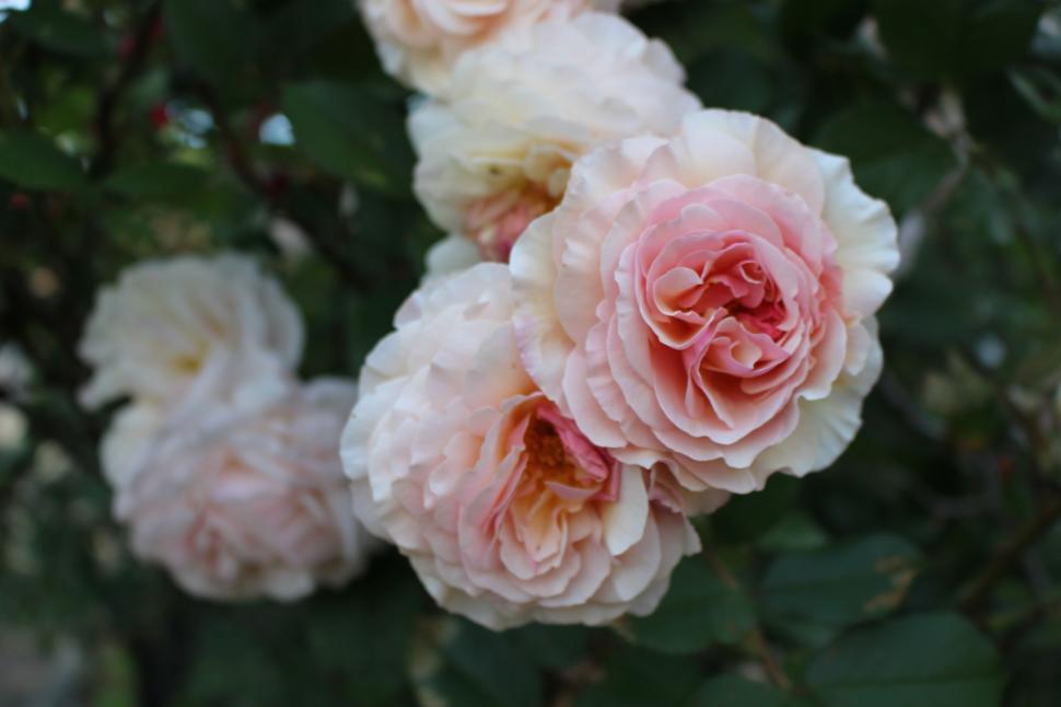 Free Image of Blooming Pink Flowers in a Cluster 