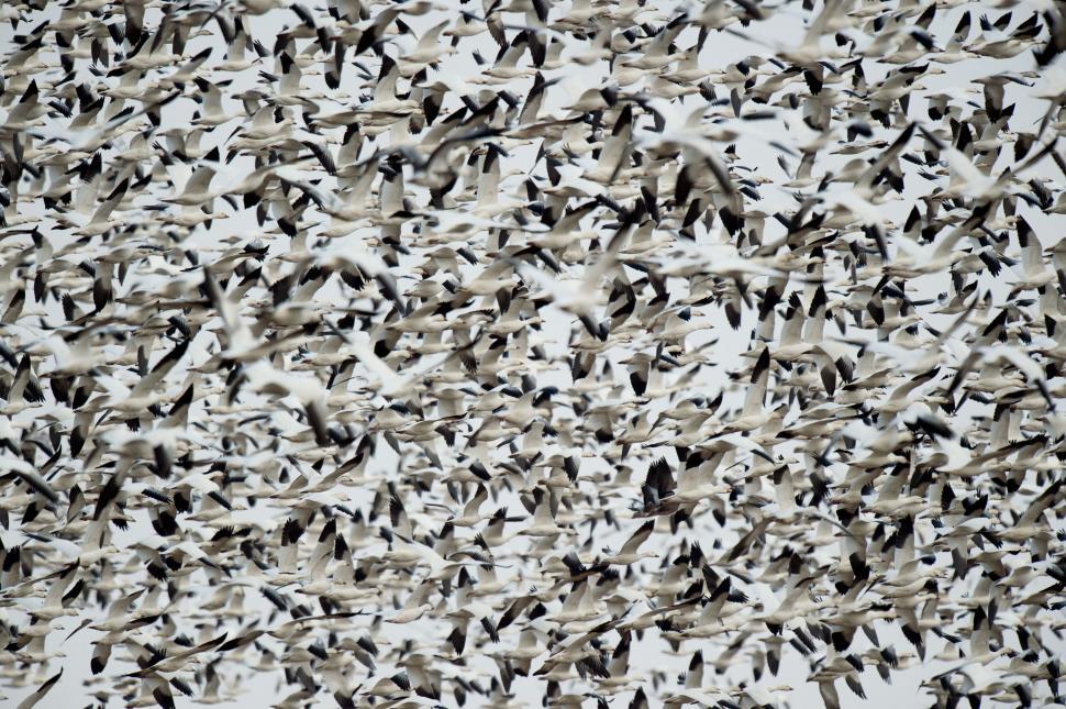 Free Image of A Flock of Birds Flying Through the Air 