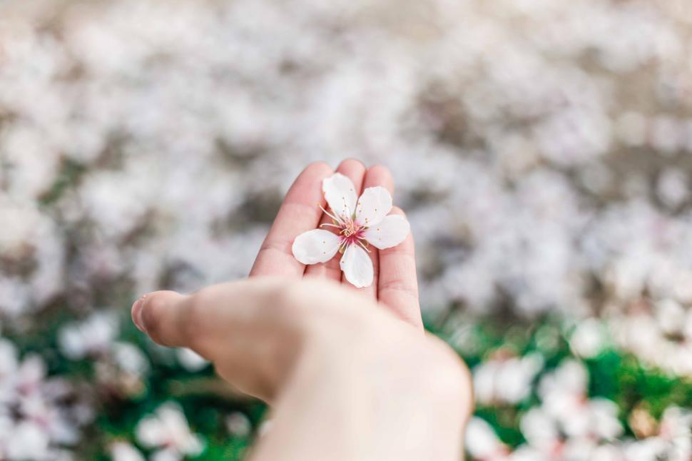 Free Image of Person Holding Flower in Hand 