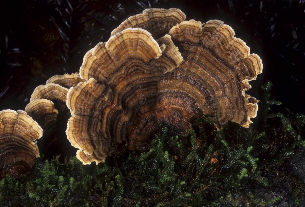 Free Image of wild fungus 