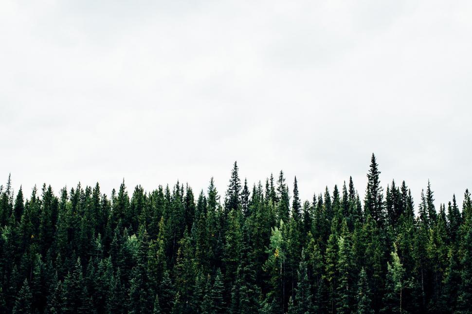 Free Image of Group of Trees Standing in Grass 