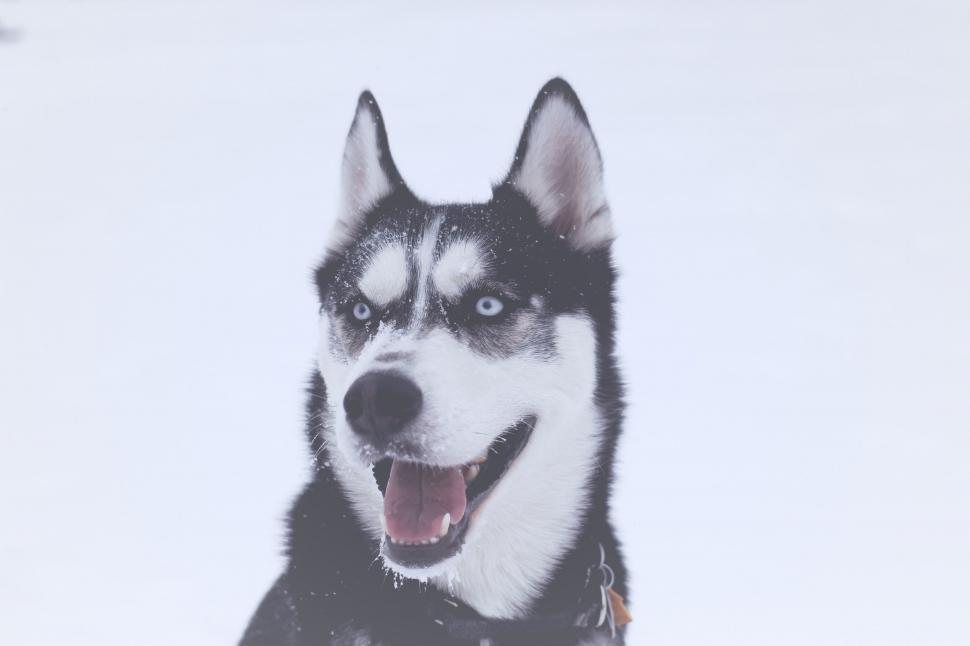 Free Image of Majestic Husky Dog in Black and White 