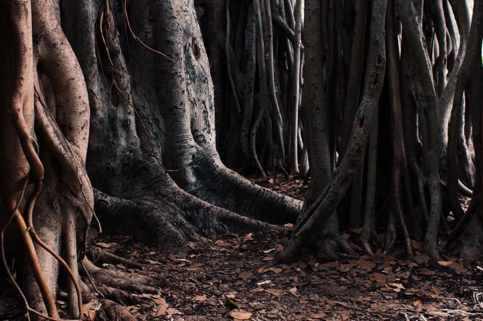 Free Image of Group of Trees Standing in Dirt 