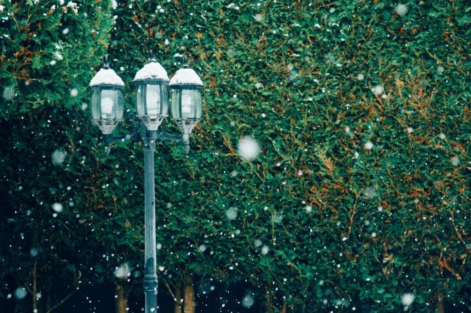 Free Image of Two Street Lights by Green Bush 