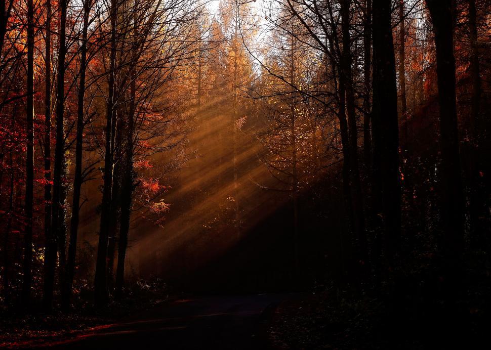 Free Image of Dense Forest With Tall Trees 