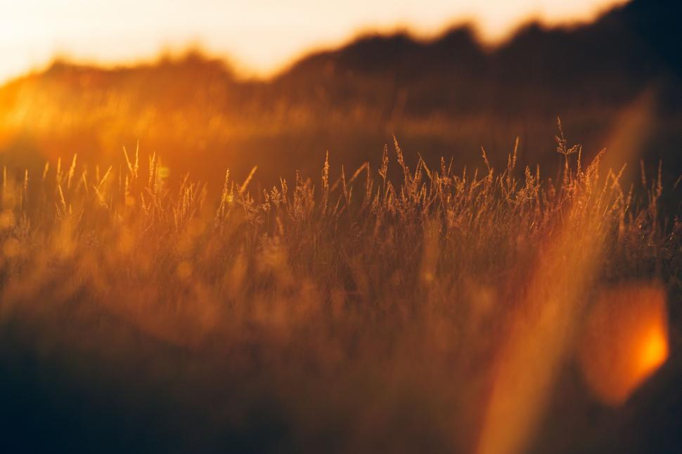 Free Image of Blurry Field of Tall Grass 