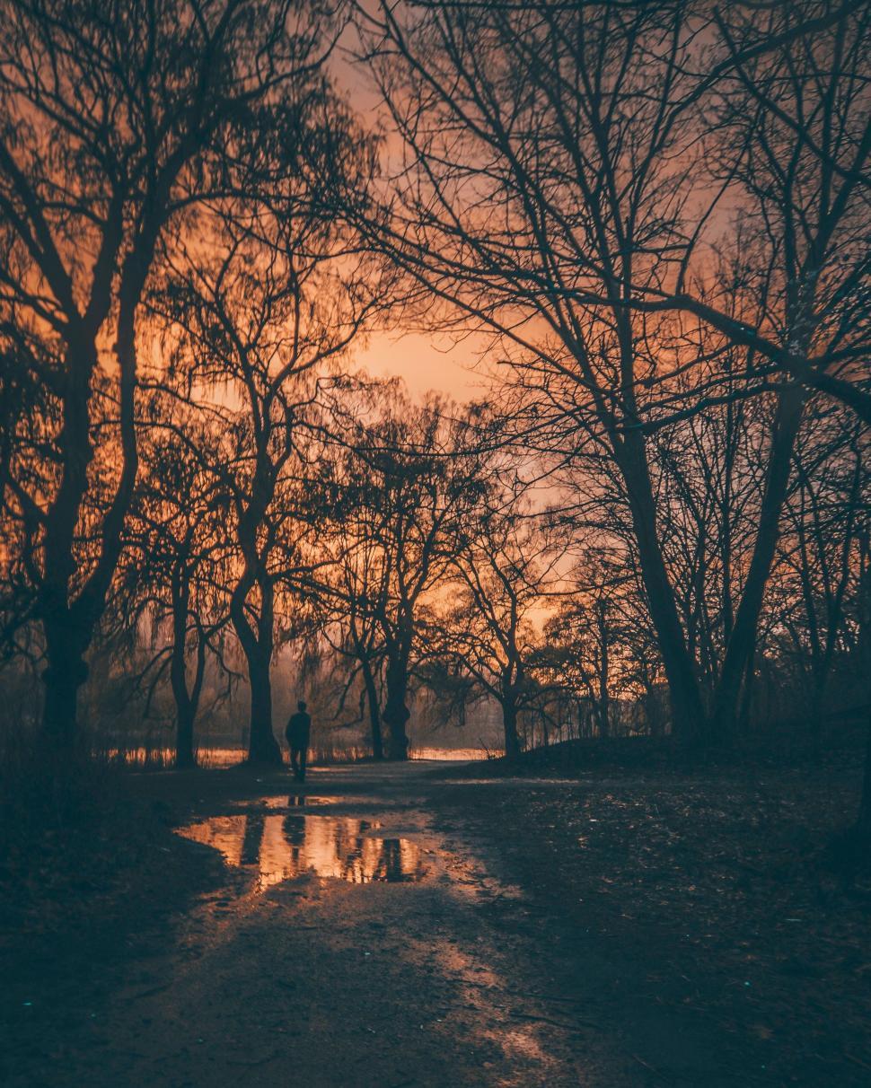 Free Image of Person Standing in the Middle of a Forest 
