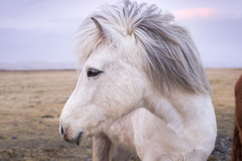 Free Image of White Horse Standing Next to Brick Wall 