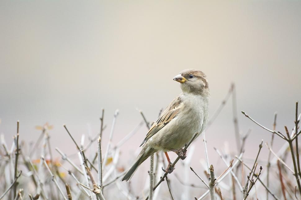 Free Image of Small Bird Perched on Tree Branch 