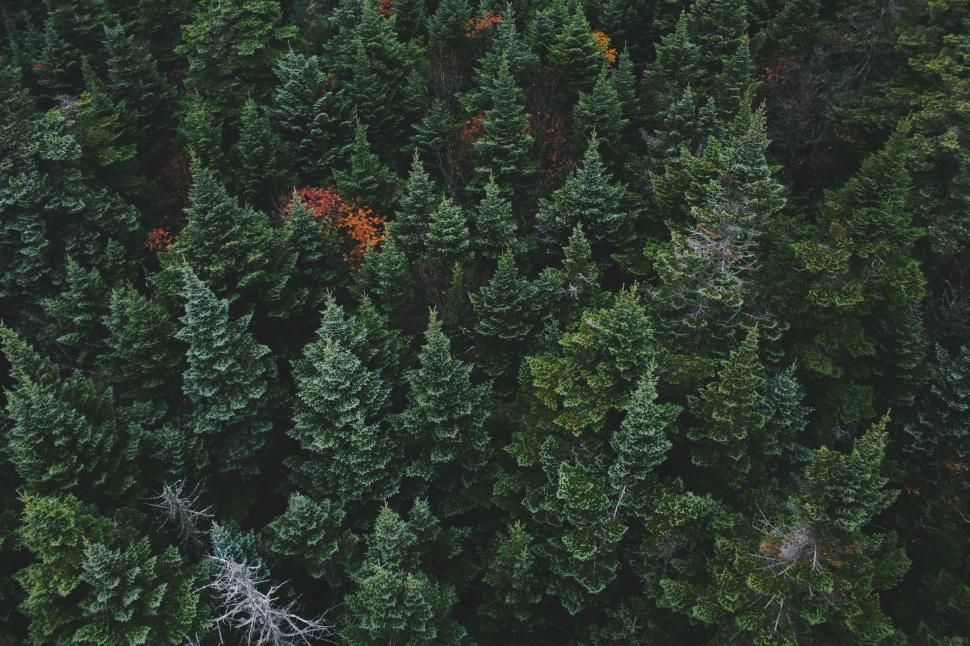 Free Image of Group of Trees Standing Together 