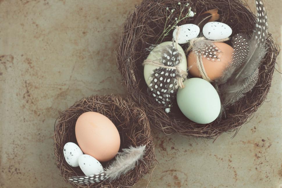 Free Image of Two Eggs Resting in Nest 