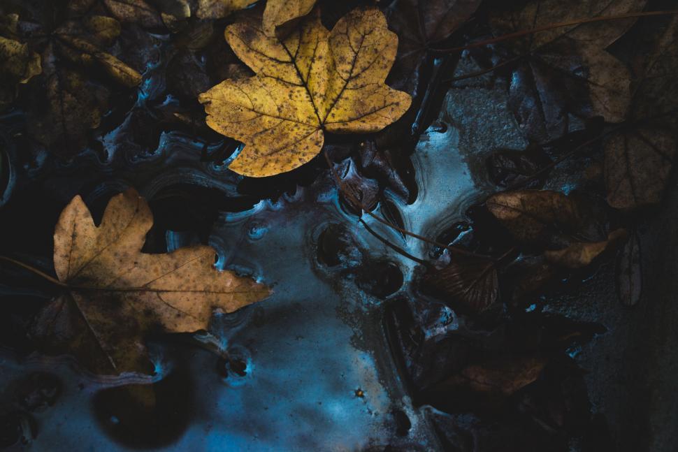 Free Image of Group of Yellow Leaves Floating on Water 