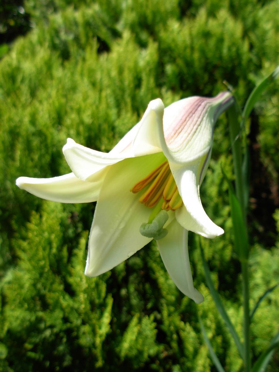 Free Image of Close Up of a White Flower by a Bush 