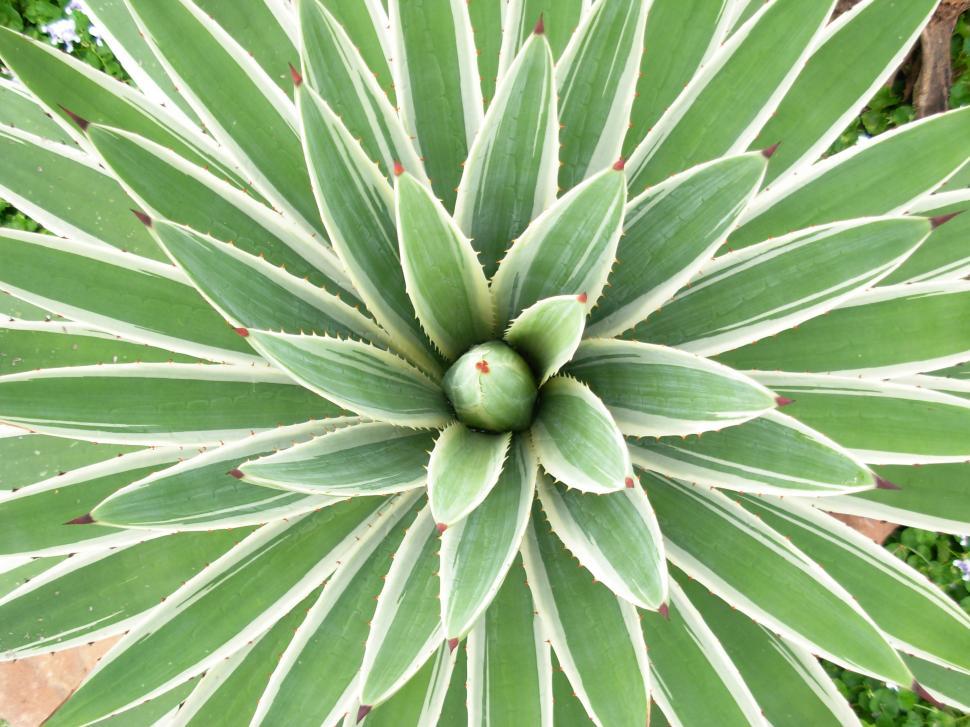 Free Image of Green & white leaves 