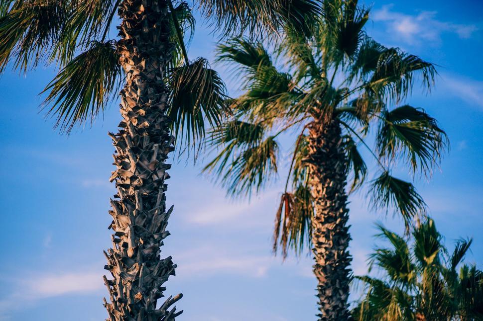 Free Image of Group of Palm Trees Against Blue Sky 