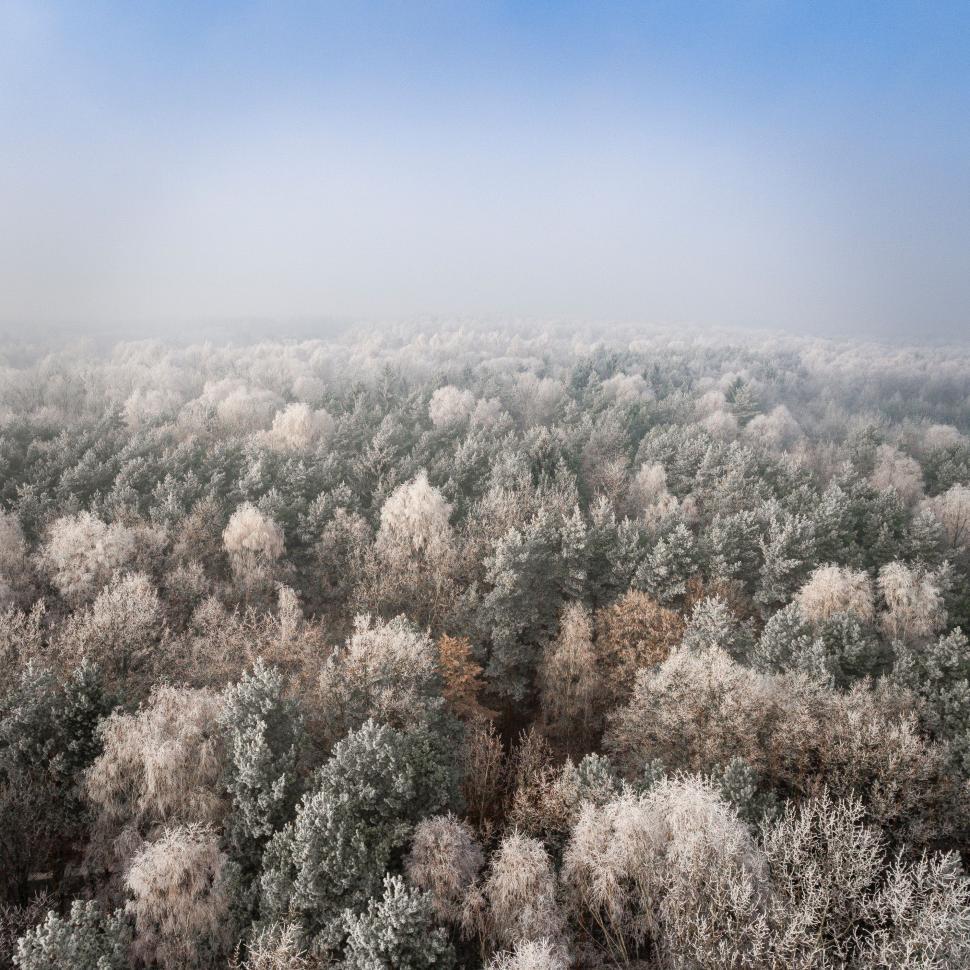Free Image of Large Group of Trees Covered in Snow 