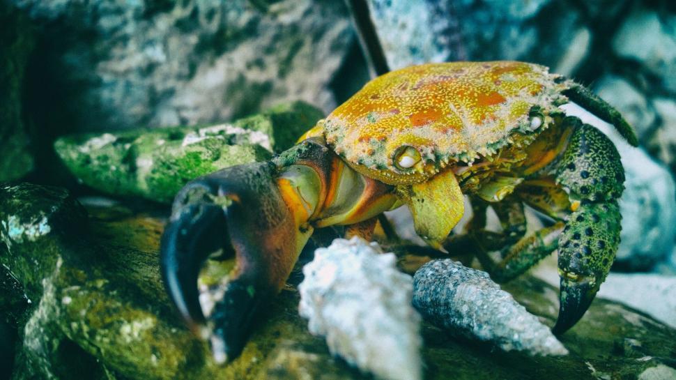Free Image of Crab Resting on Snow-Covered Rock 