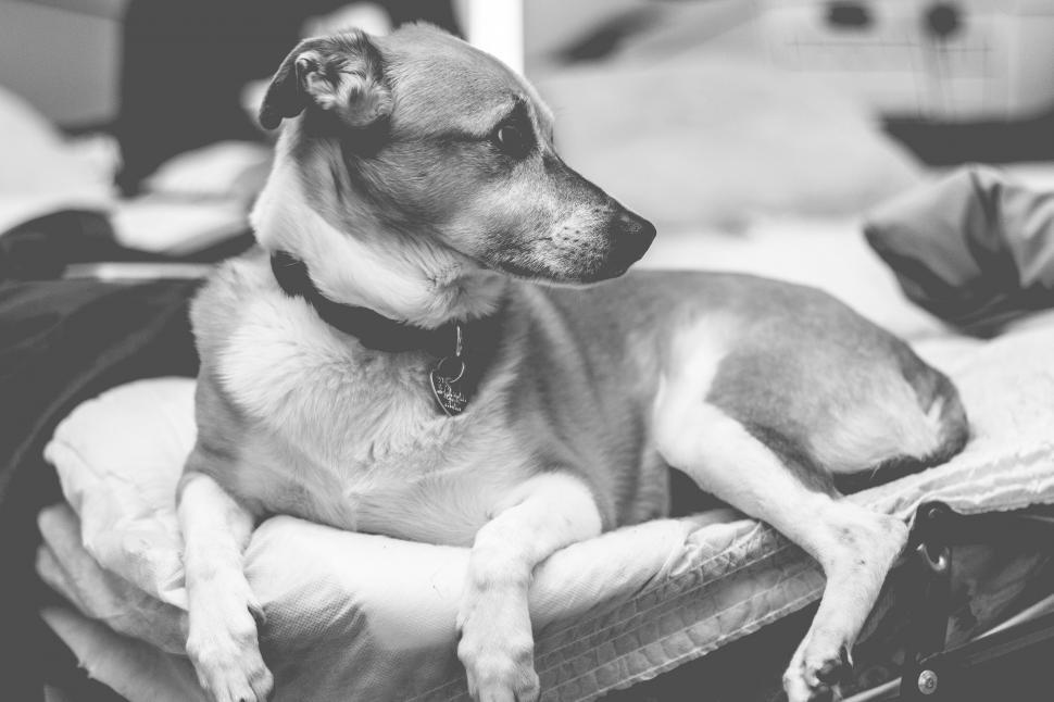 Free Image of Dog Laying on Bed in Room 