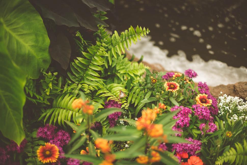 Free Image of Cluster of Flowers Beside Water 