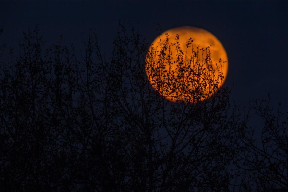 Free Image of Full Moon Peeking Through Tree Branches 