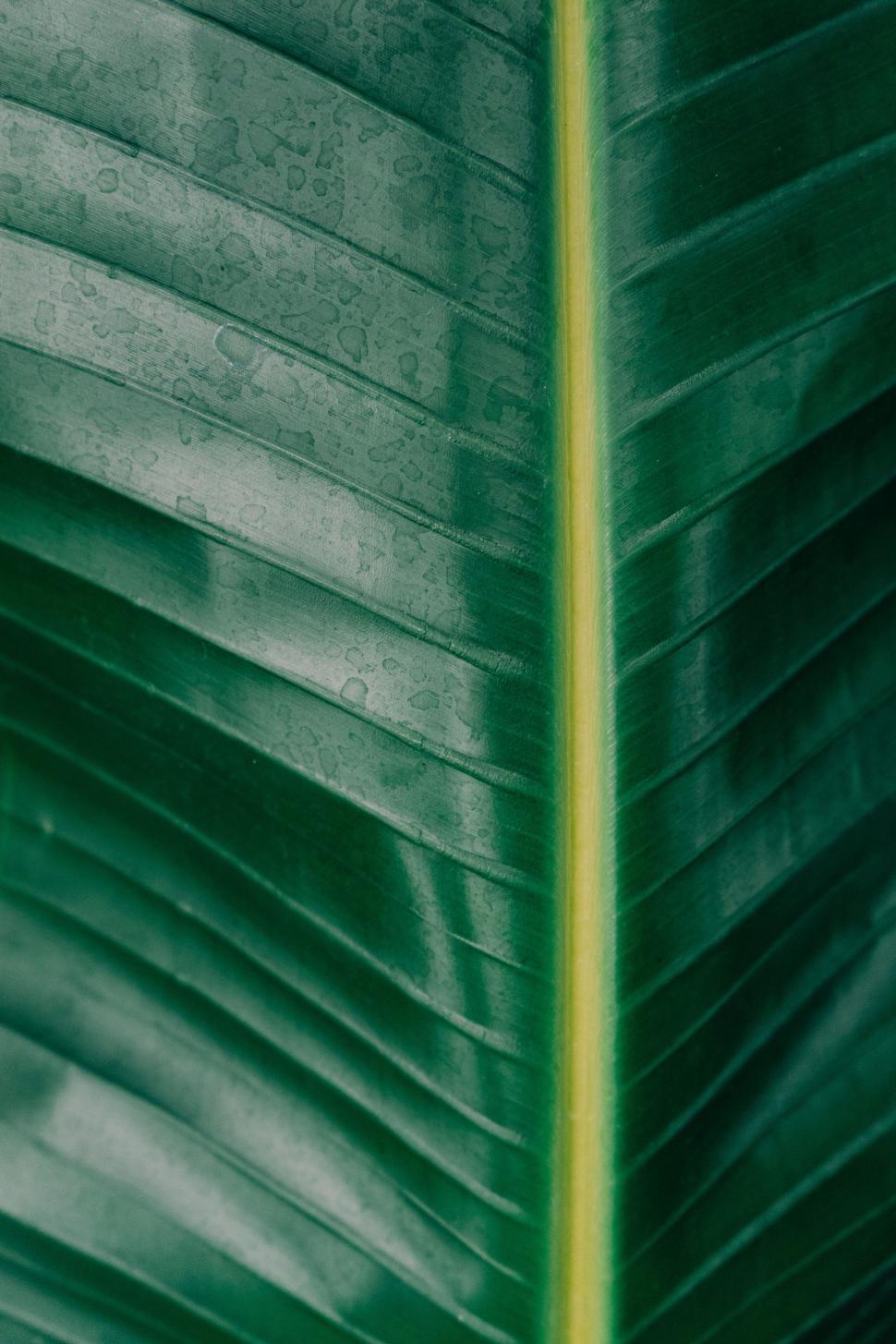 Free Image of Close Up of a Large Green Leaf 