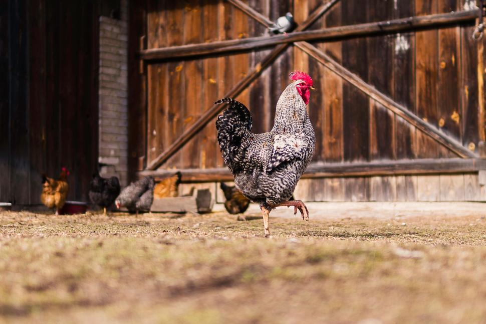 Free Image of Group of Chickens Standing on Grass Covered Field 
