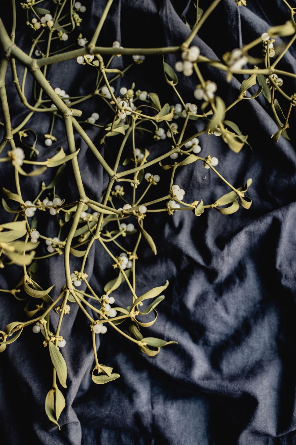 Free Image of Close Up of Tree Branch With White Flowers 