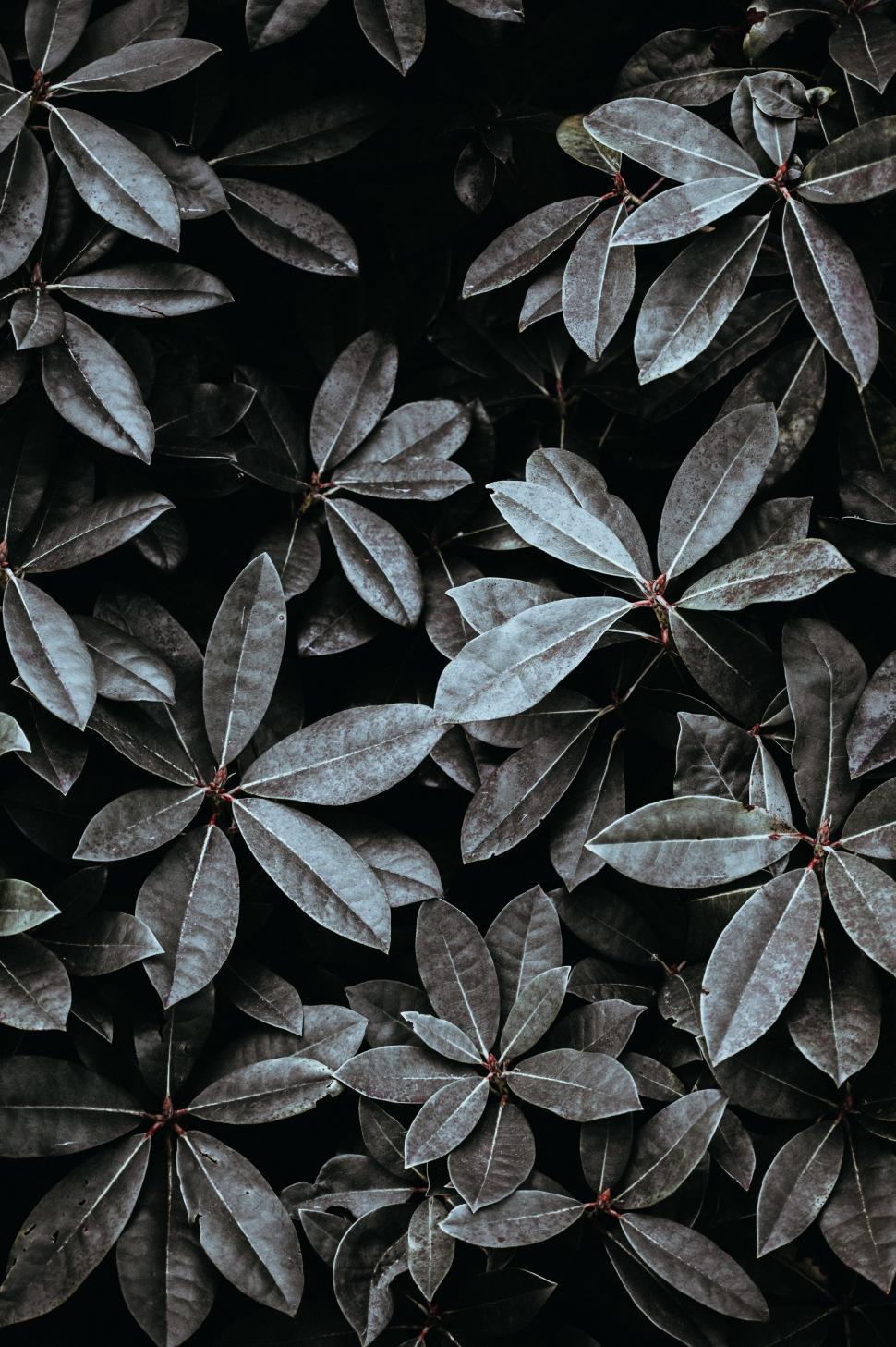 Free Image of Black and White Leaves Floating in the Wind 