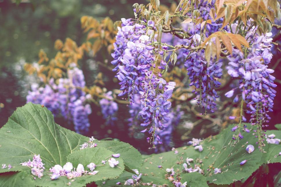 Free Image of Cluster of Flowers Arranged Neatly 