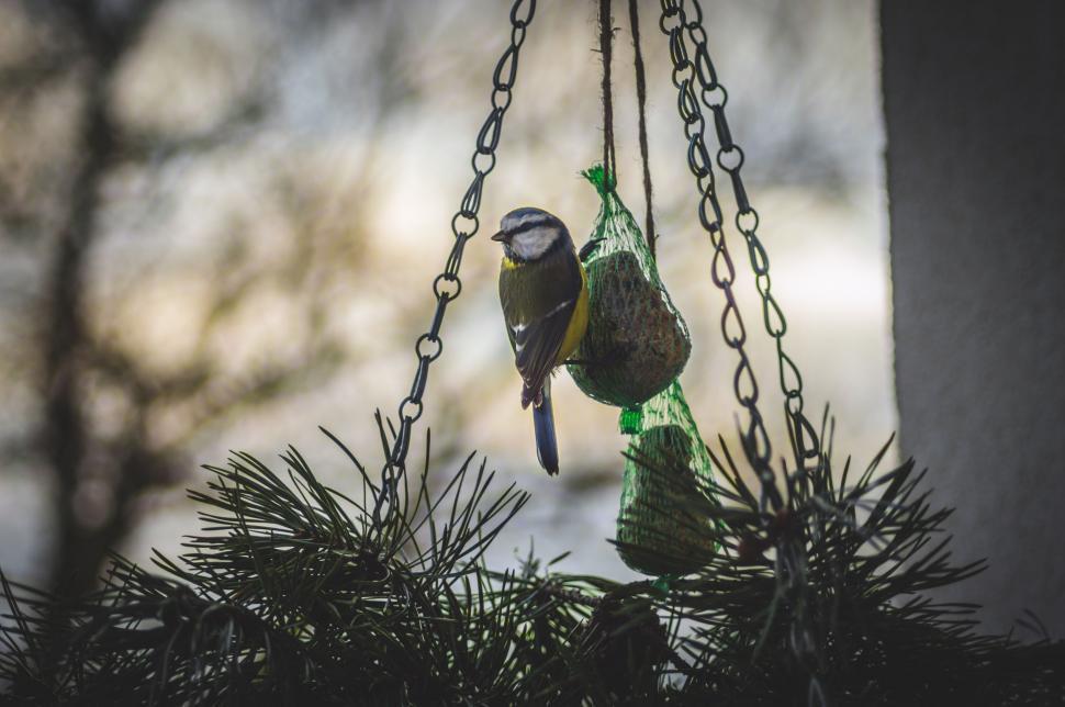 Free Image of Bird Sitting on Top of Pine Tree 