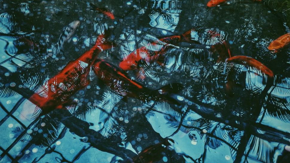 Free Image of Tree Reflections in Puddle 