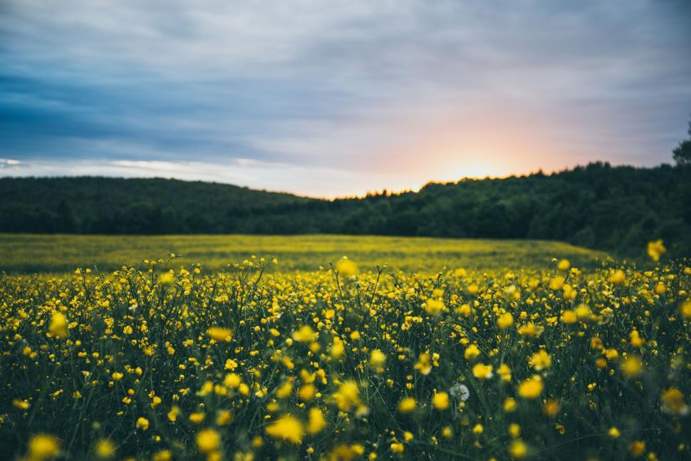 Free Image of Field of Yellow Flowers Under Cloudy Sky 