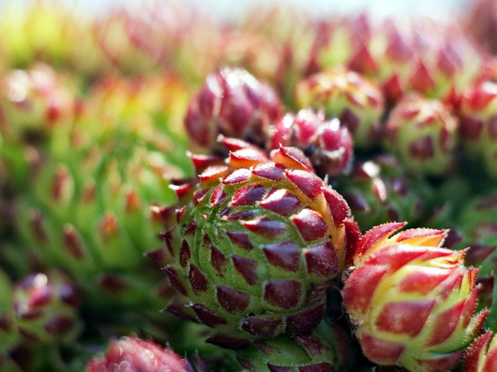 Free Image of Small plants 