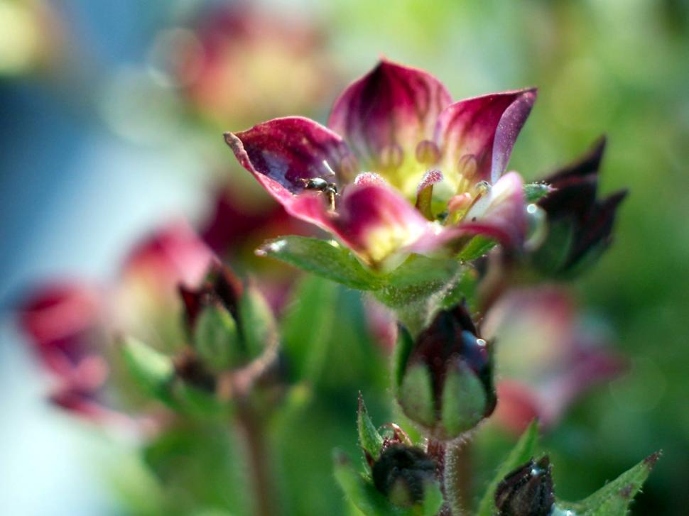 Free Image of Small plants 