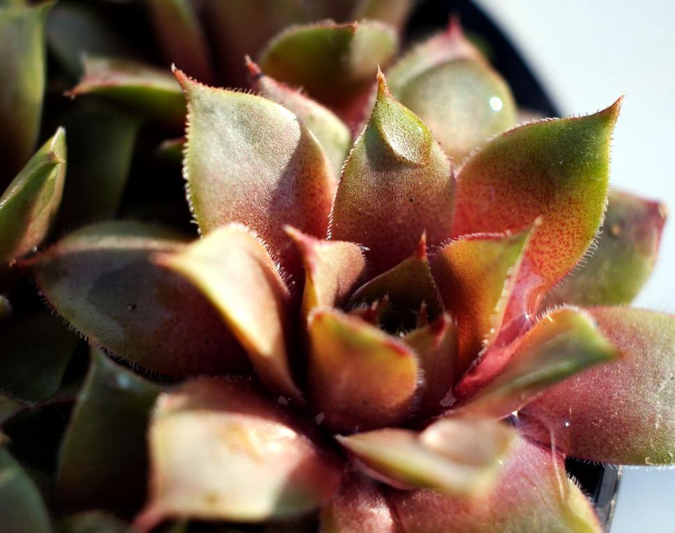 Free Image of Small plants 