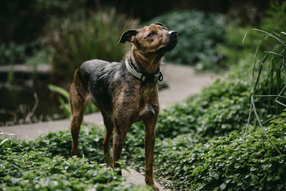 Free Image of Brown Dog Standing on Lush Green Field 