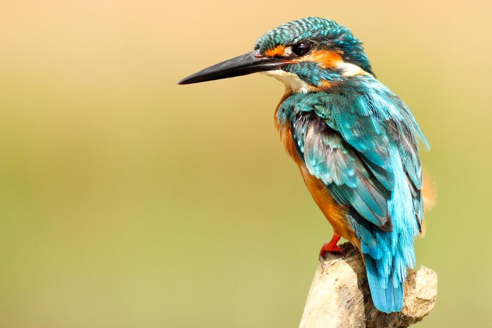 Free Image of Colorful Bird Perched on Tree Branch 