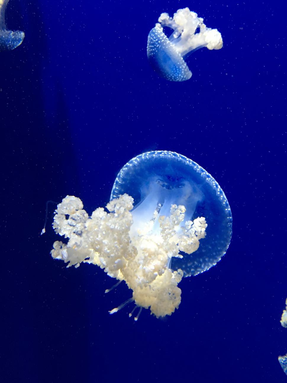 Free Image of Group of Jellyfish Floating in the Water 