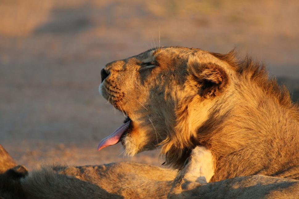 Free Image of Lion Laying on a Rock 