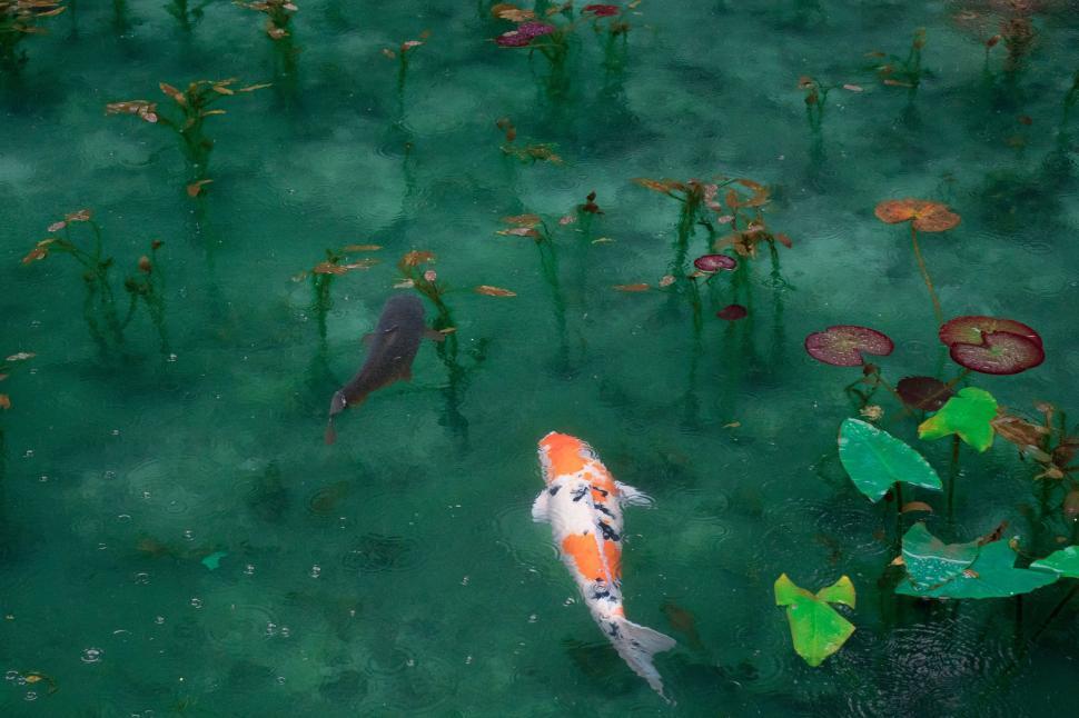 Free Image of Group of Fish Swimming in a Pond 