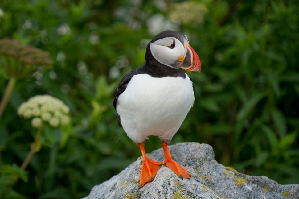 Free Image of Black and White Bird Perched on Rock 
