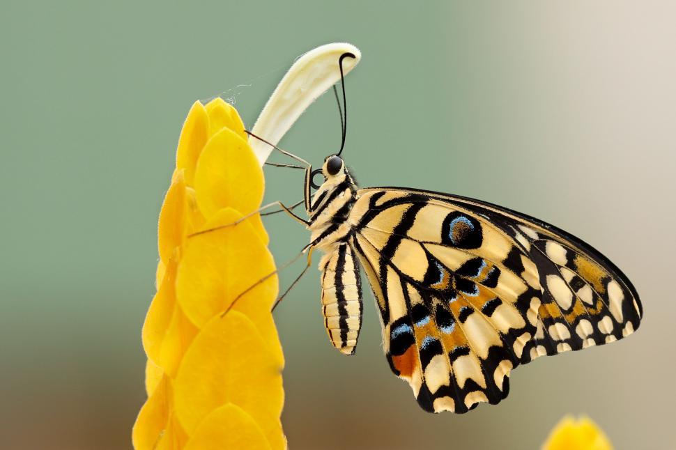 Free Image of Butterfly Resting on Flower Petal 