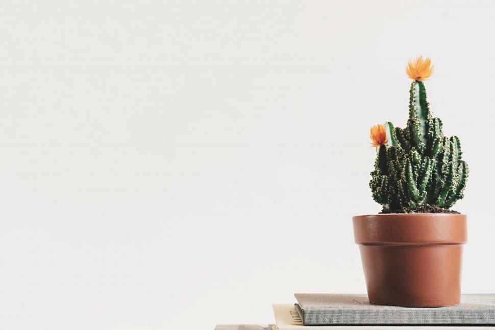 Free Image of Cactus on Top of Stack of Books 