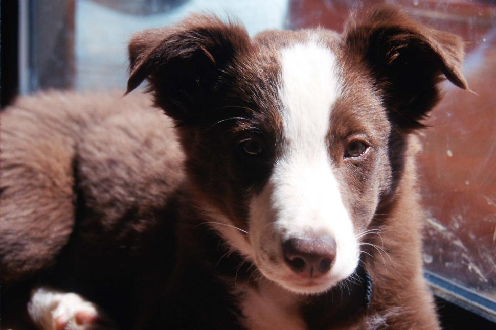 Free Image of Birder Collie Puppy 