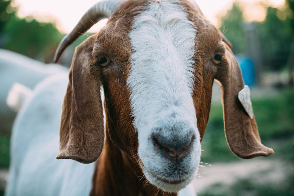Free Image of Brown and White Goat Standing on Top of a Lush Green Field 