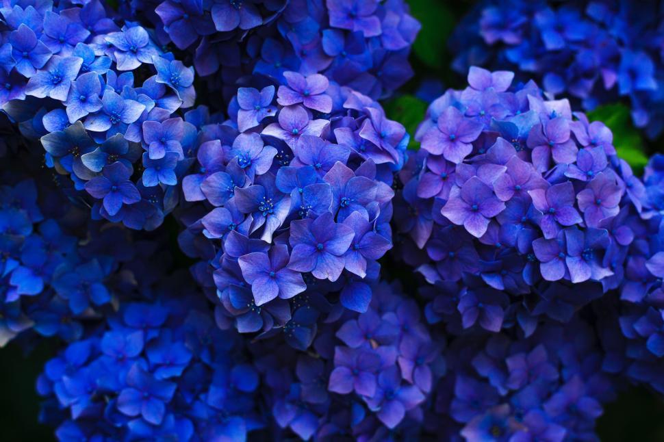 Free Image of Close Up of Blue Flowers 