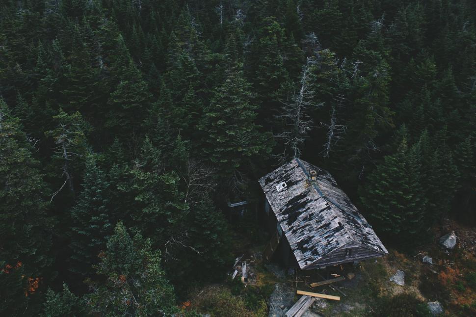 Free Image of Aerial View of Forest With Fallen Tree 