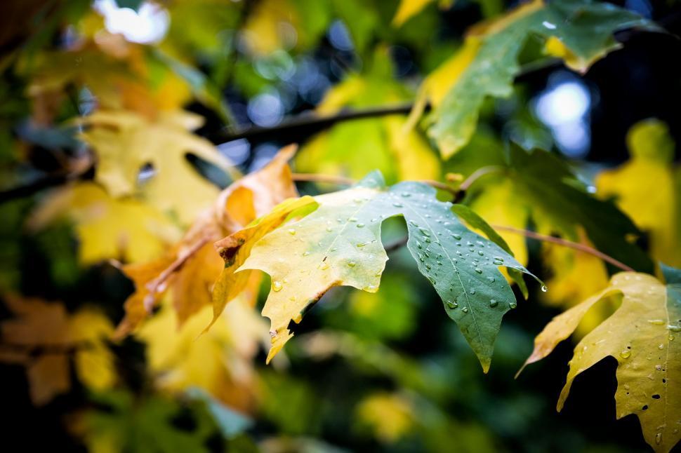 Free Image of Close Up of a Leaf on a Tree 