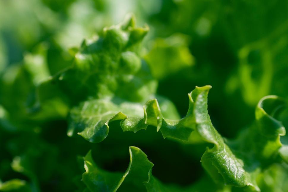 Free Image of Close Up of a Green Leafy Plant 