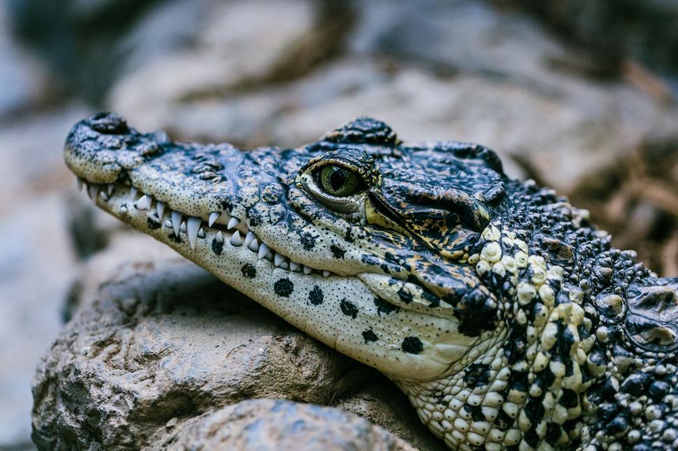 Free Image of Small Alligator Basking on Rock 